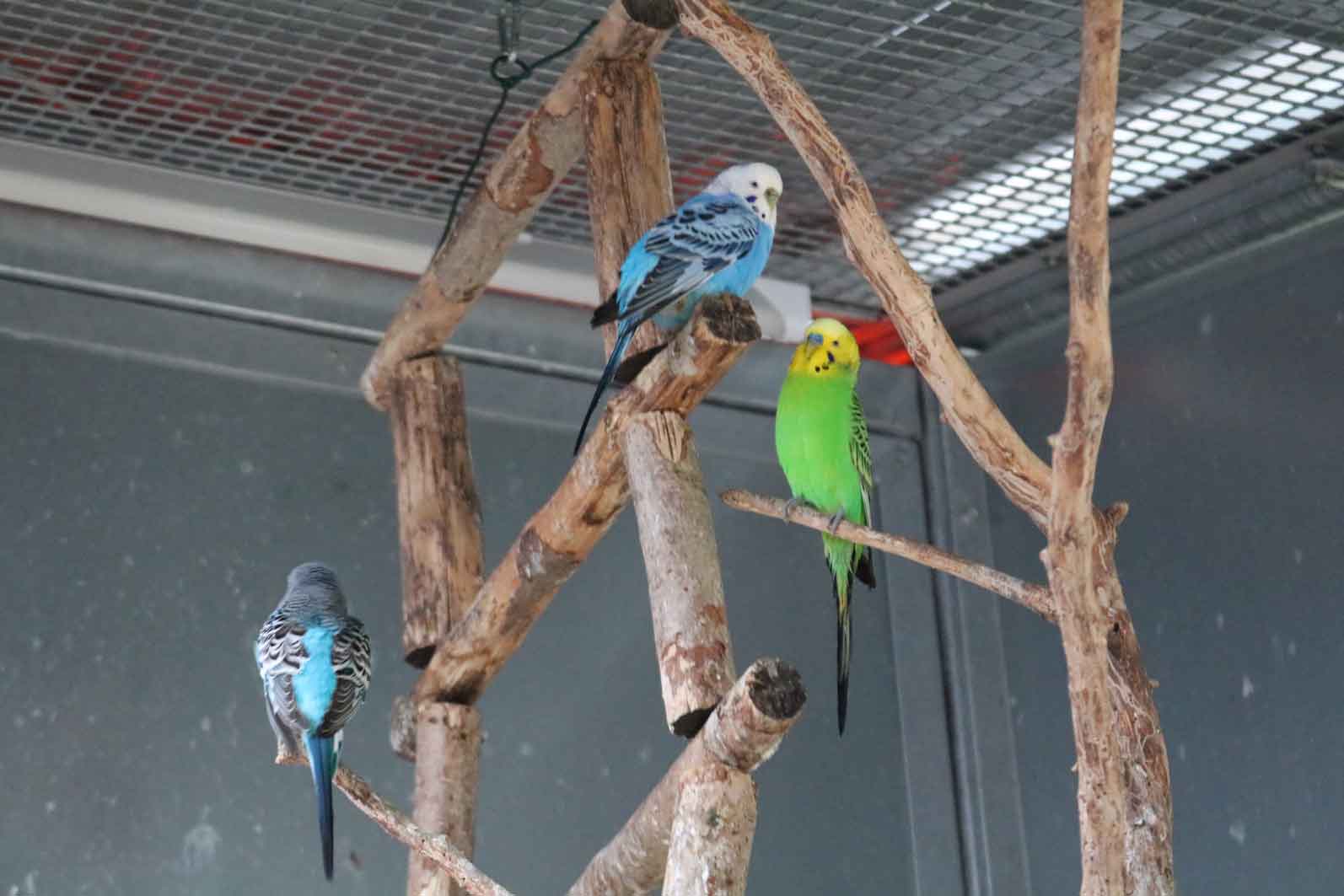 Bald kehren die Vögel zurück