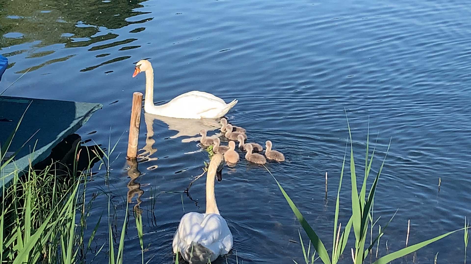 Nachwuchs-Glück am Waidsee
